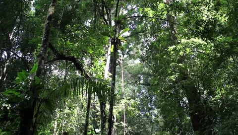 Amazon Rainforest Video stock 4808992