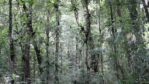 Amazon Rainforest Video stock 4809021