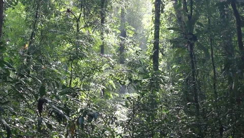 Amazon Rainforest Video stock 4809064