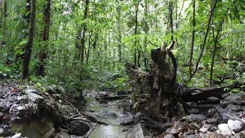 Amazon Rainforest Video stock 4809124