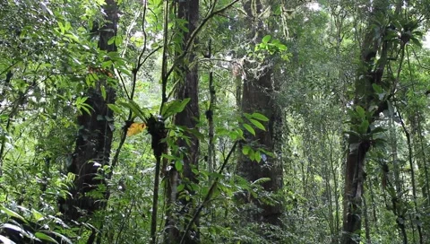 Amazon Rainforest Video stock 4809182