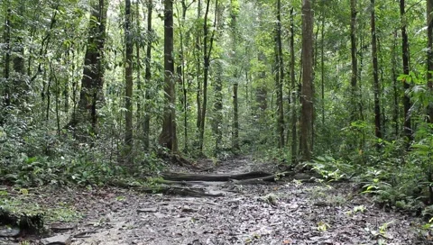 Amazon Rainforest Video stock 4809250