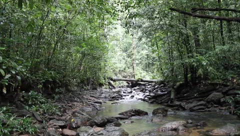 Amazon Rainforest Video stock 4809323