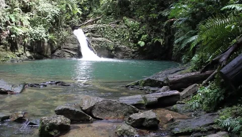 Amazon Rainforest Video stock 4809400