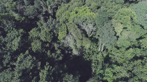 Amazon rainforest Stock Footage 113467282