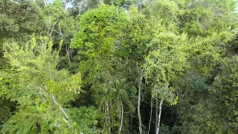 Amazon rainforest Stock Footage 116512749