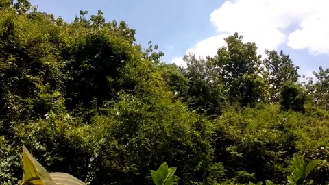 Amazon Rainforest Stock Footage 328061827