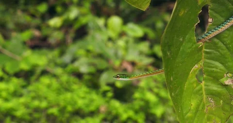Amazon rainforest a green parrot snake balanced between leaf gives a wide Yawn Video stock 312187731