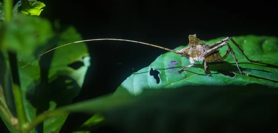 Amazon Rainforest Insect Stock Photos