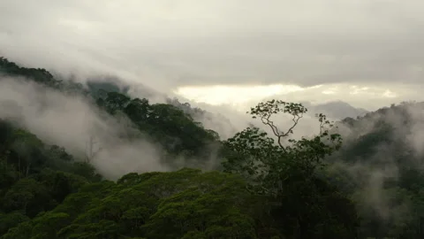 Amazon rainforest jungle Peru Stock Footage 164687205