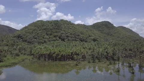 Amazon rainforest landscape aerial view. Trees on the hill, and moriche palm. 4K Stock Footage 154471307