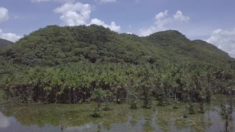Amazon rainforest landscape aerial view. Trees on the hill, and moriche palm. 4K Stock Footage 154471309