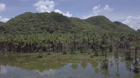 Amazon rainforest landscape aerial view. Trees on the hill, and moriche palm. 4K Stock Footage 154471333