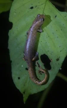 Amazon Rainforest Lizard Stock Photos