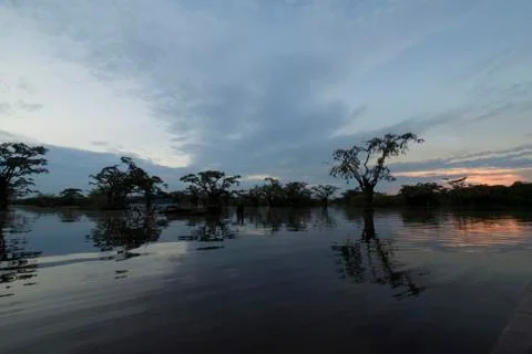 Amazon Rainforest Stock Photos