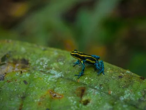Amazon Rainforest Poison Dart Frog Stock Photos