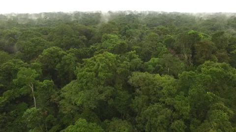 Amazon Rainforest Rio Napo Peru aerial drone Stock Footage