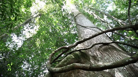 Amazon-Rainforest-Roots-Tree-Giant-Old-Growth Stock Footage 30588238