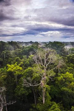 Amazon Rainforest at Sacha Lodge, Coca, Ecuador, South America Stock Photos