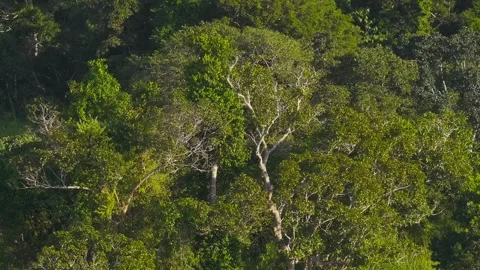 Amazon Rainforest Tree Canopy Detail in Tambopata, Peru, Aerial View Stock Footage 314318978