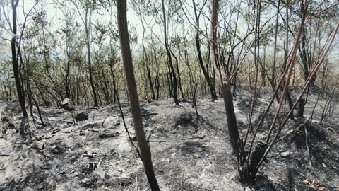 Amazon rainforest trees on fire with smoke in illegal deforestation to open a Video stock 142165640