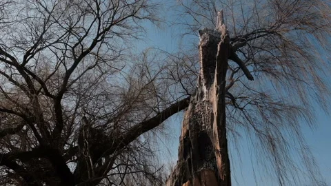 Amazon rainforest trees on fire with smoke in illegal deforestation Stock Footage 158089588