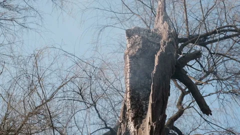 Amazon rainforest trees on fire with smoke in illegal deforestation Stock Footage 158154200