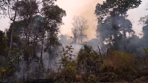 Amazon rainforest trees on fire with smoke in illegal deforestation to open area Vidéo 232496472