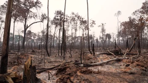 Amazon rainforest trees on fire smoke in illegal deforestation to open land  Vidéo 232496541