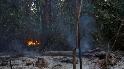 Amazon rainforest trees on fire with smoke in illegal deforestation to open area Vidéo 232496548