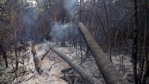 Amazon rainforest trees on fire smoke in illegal deforestation to open land  Stock Footage 232496553