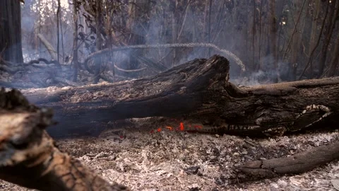 Amazon rainforest trees on fire smoke in illegal deforestation to open land  Stock Footage 232496618