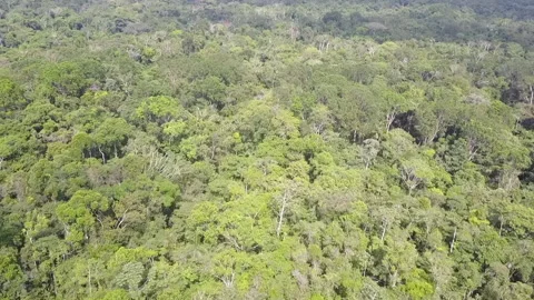 Amazon Rainforest Wide Flyover the Rainforst Canopy Stock Footage 136762357