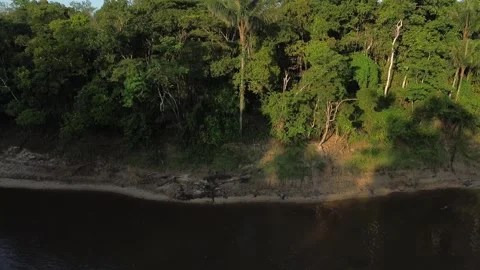 Amazon Rainforest Zoom out drone shot large overview of just jungle. Stock Footage 253428702