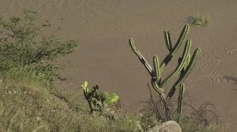 Amazon River 8 스톡 동영상 19325690