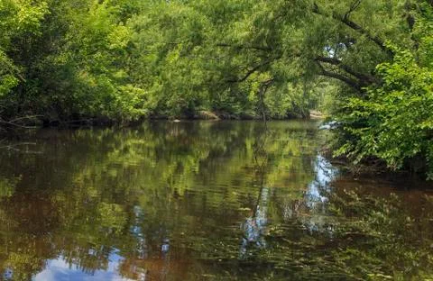 Amazon river and jungle Foto stock