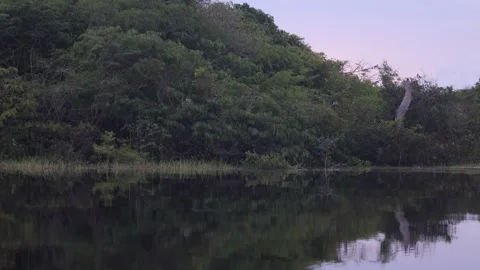 The Amazon river - on a boat, moving slowly Stock Footage 279192482