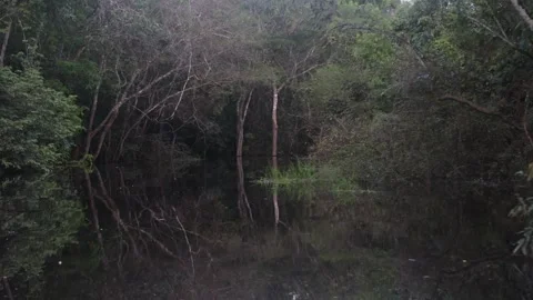The Amazon river - on a boat, moving slowly Stock Footage 279192660