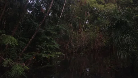 The Amazon river - on a boat, moving slowly Video stock 279193515