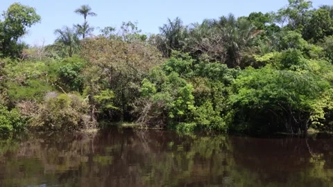 The Amazon river - on a boat, moving slowly Stock Footage 279193637