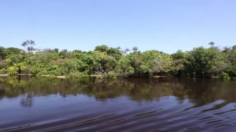 The Amazon river - on a boat, moving slowly Stock Footage 279193669