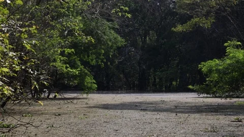 The Amazon river - on a boat, moving slowly Stock Footage 279194340