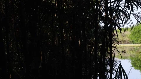 The Amazon river - on a boat, moving slowly out of the brush Stock Footage 279194664
