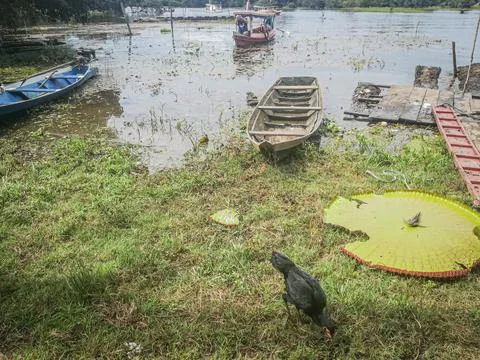 Amazon river, Brazil Stock Photos