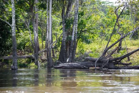 Amazon River deep in the rainforest with tropical bird perched on tree trunk Stock Photos