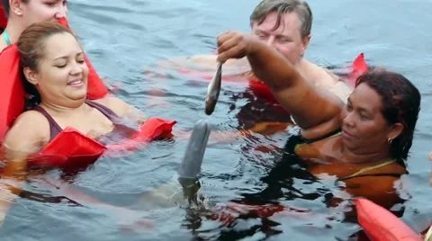 The Amazon river dolphin, alternatively Bufeo Stock Footage 42437973