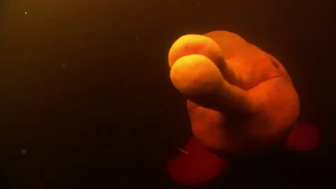 Amazon River Dolphin Stock Footage 77052694