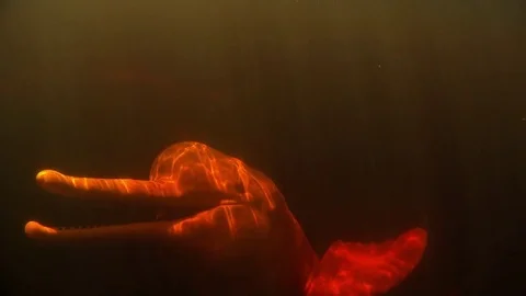 Amazon River Dolphin Stock Footage 77053464