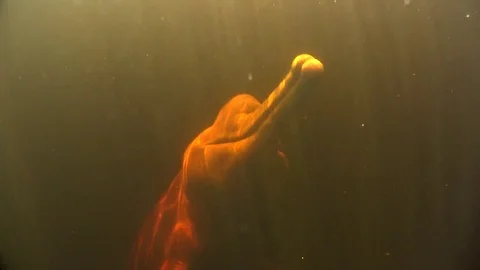 Amazon River Dolphin Stock Footage 77053477