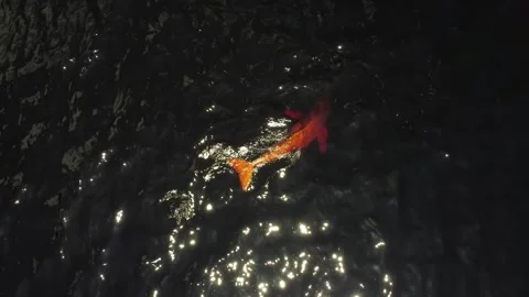 Amazon River Dolphin (Inia geoffrensis) Swimming in the Negro River, Brazilian A Stock Footage 342570778